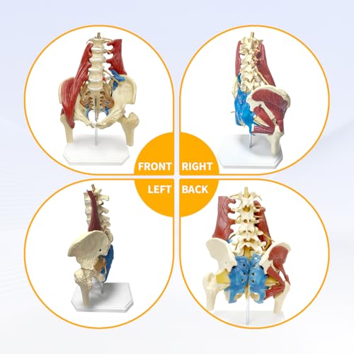 Lumbar Spine Model with Nerves, Female Pelvis Model Anatomy 1:1 Life Size Nerves Hip Joint Muscle Model Removable Movable Femur Heads Product Manual Card for Medical Education Study