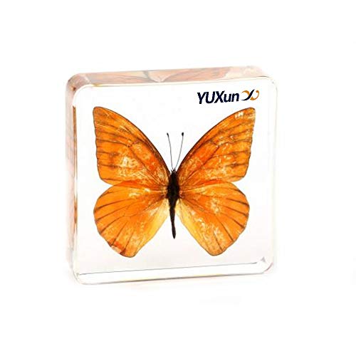 Real Insect Butterfly Specimen Paperweight Animal Taxidermy Collection Display Sciecne Classroom Specimen for Science Education (Butterfly 14) - color: Butterfly 14