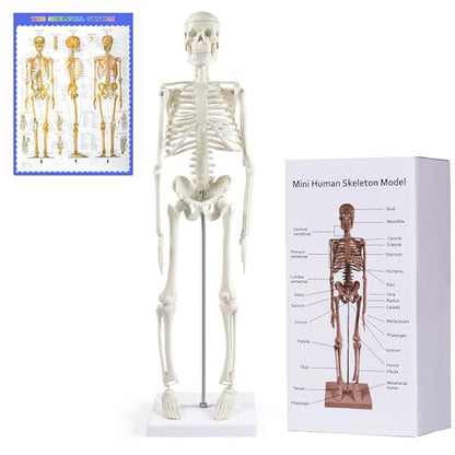 NLShan Human Skeleton Model for Anatomy: Scientific Model with Movable Arms, Legs & Display Stand - 17" Mini Human Skeleton Model for Study and Display - color: White