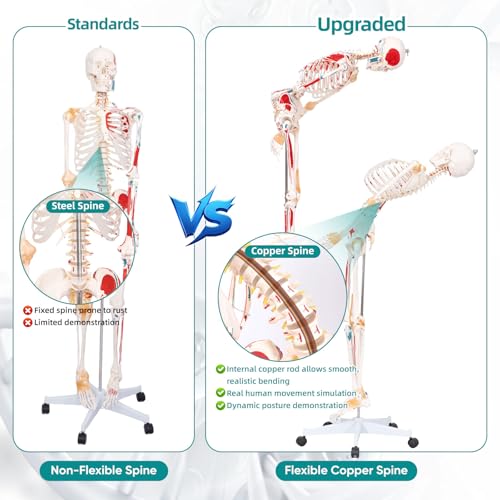 70.8" Bendable Spine Skeleton Anatomy Model, Muscle Insertion & Ligaments - color: Red+White, size: 70.8"H-Bend