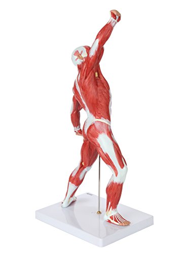 Axis Scientific 20" Miniature Human Muscular Figure