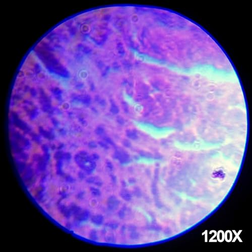 AmScope M30-ABS-KT1-WM 240X-480X-1200X Metal Arm Compound Microscope Kit - color: Black, size: 12.99 inches x 9.84 inches x 6.69 inches