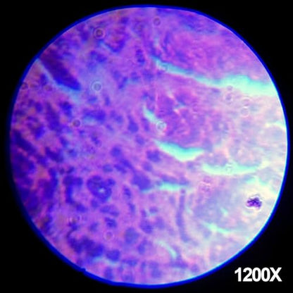 AmScope M30-ABS-KT1-WM 240X-480X-1200X Metal Arm Compound Microscope Kit - color: Black, size: 12.99 inches x 9.84 inches x 6.69 inches