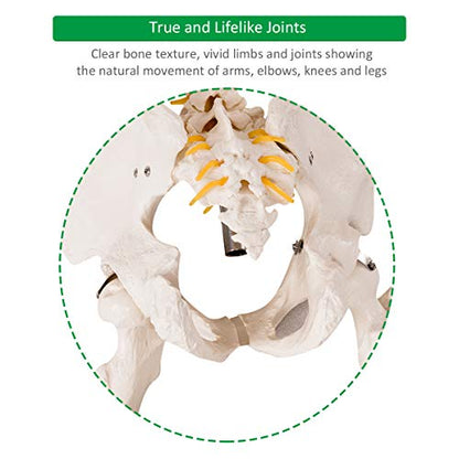 GIANTEX 70.8" Life Size Skeleton Model, with Roller Stand, 2 Casters with Brake, Removable Parts, Anatomical Poster and Dust Cover, Human Skeleton Model for Anatomy