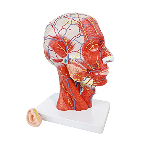 Human Half Head Superficial Neurovascular Musculature Model with Brain - style: Model with Removable Brain