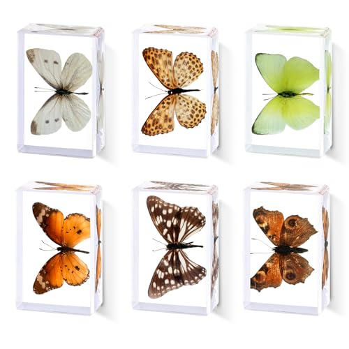 6pcs Real Butterfly Specimen,Taxidermy Butterfly Collection in Resin - color: 6Pcs Butterfly Specimen