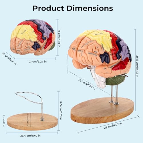 Human Brain Model, 2X Life Size Brain Anatomy Model, 4-Part Magnetic Detachable Brain Model with 131 Laser-Engraved Brain Structure Labels for Neuroscience, Psychology & Medical Education