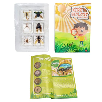 Insect Specimen Set, Bugs Collection Scientific Education Gift for Kids Aged 3-8-12 (Cicada, Wasp, Spider, Scorpion, Locust, Chafer) - style: Cicada, Wasp, Spider, Scorpion, Locust, Chafer