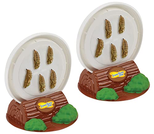 Insect Lore Two Cups of Live Caterpillars - 10 Live Painted Lady Caterpillars with Food - Includes Bonus Butterfly Life Cycle Figurines - Refill for Butterfly Garden Habitat