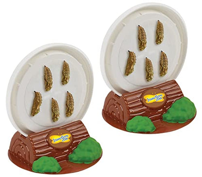 Insect Lore Two Cups of Live Caterpillars - 10 Live Painted Lady Caterpillars with Food - Includes Bonus Butterfly Life Cycle Figurines - Refill for Butterfly Garden Habitat