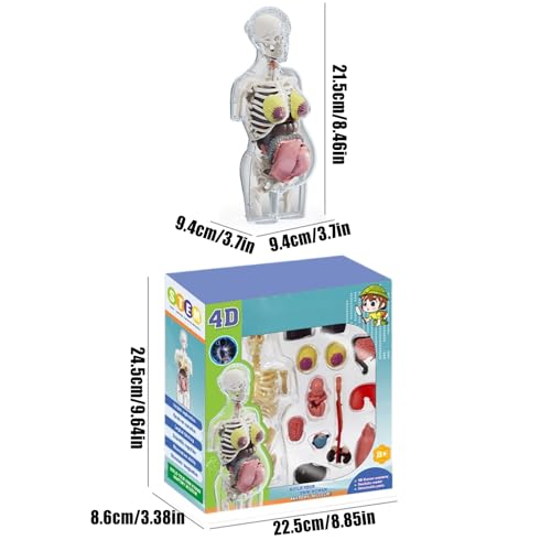 Human Body Model for Kids | Pregnancy Skeleton Model Toy | Anatomical Assembly Educational Toys for Children Classroom Students Learning Enthusiasts Preschool