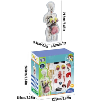 Human Body Model for Kids | Pregnancy Skeleton Model Toy | Anatomical Assembly Educational Toys for Children Classroom Students Learning Enthusiasts Preschool