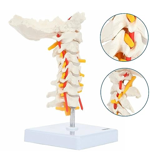 Axis Scientific Cervical Vertebra Model with Spinal Nerves and Arteries | Detailed Bony Landmarks of The Cervical Spine | Includes Occipital Bone | Essential Vertebral and Spinal Model for Education