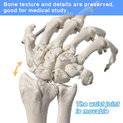 Human Hand Anatomical Skeleton Model with Articulated Joints