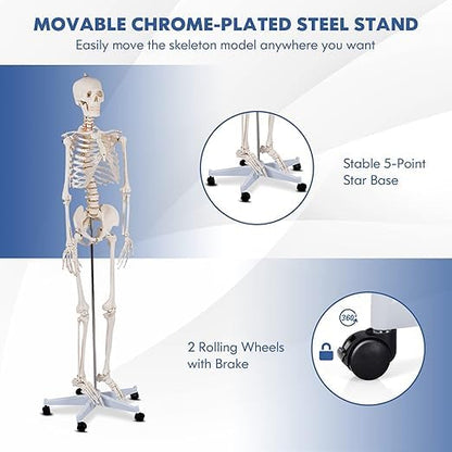 Nightcore 70.8 Foot Human Skeleton Model, Life-Size Skeleton with Rolling Bracket, Medical Model with 2 Caster Brakes, Removable Skeleton with Moving Arms & Legs, Ideal for Anatomy