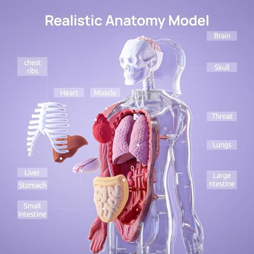 Science Can Human Body Model for Kids, Interactive Anatomy Learning Toys