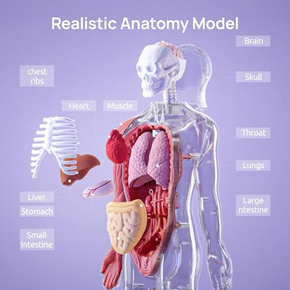 Science Can Human Body Model for Kids, Interactive Anatomy Learning Toys