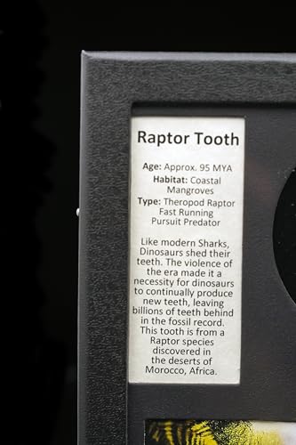 Real Raptor Tooth Fossil in Collector's Box