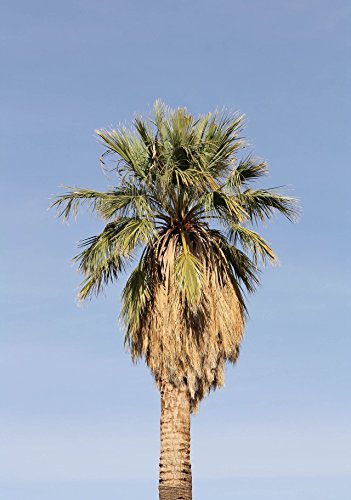 California Fan Palm | Tree Seed Grow Kit | The Jonsteen Company