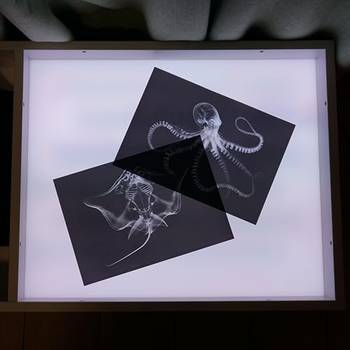 Animal X-Ray Set, Educational Science Kit, Light Table Accessory for Children (Insects) - style: Insects