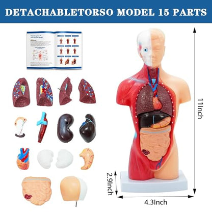 Human Anatomy Body Model Kit, Sets of 4 Human Heart Brain Torso and Skeleton Models Removable Parts with Anatomical Guide Booklet 3D Model Study for Kids Medical Student Educational Demonstration