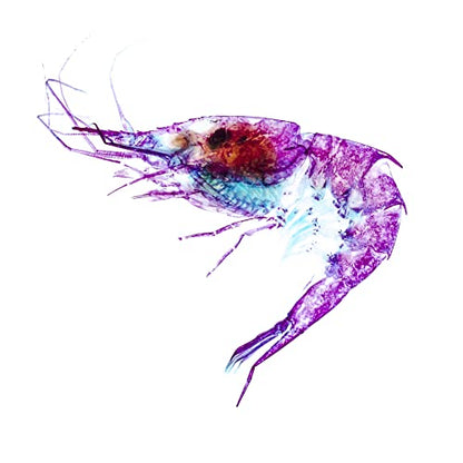 DIY Transparent Specimen Kit, Shrimp - style: DIY Kit, Shrimp