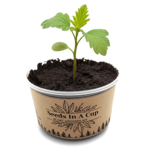 Seeds In A Cup- Crepe Myrtle Tree Grow Kit – Easy Seed Starter with Planter | Indoor & Outdoor Tree Growing Kit for Kids & Adults | Grow Real Crepe Myrtle from Seed - style: Crepe Myrtle (Crape Myrtle)