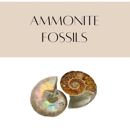 Authentic Ammonite Fossils with Collection Box & Magnifier, 2 pcs, Diameter 2-3cm - color: Ammonite