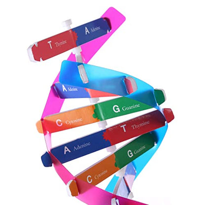 DNA Double Helix Model, Biology Science Educational Aid for Students