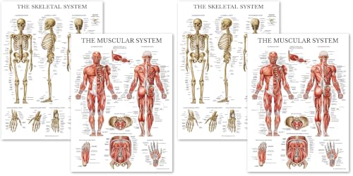 Palace Learning Muscular & Skeletal System Anatomical Poster Set - LAMINATED 2 Chart Set - Human Skeleton & Muscle Anatomy - (18" x 24") (Pack of 2) - color: LAMINATED, size: 18" x 24" (Pack of 2)