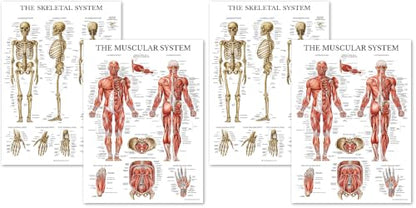 Palace Learning Muscular & Skeletal System Anatomical Poster Set - LAMINATED 2 Chart Set - Human Skeleton & Muscle Anatomy - (18" x 24") (Pack of 2) - color: LAMINATED, size: 18" x 24" (Pack of 2)
