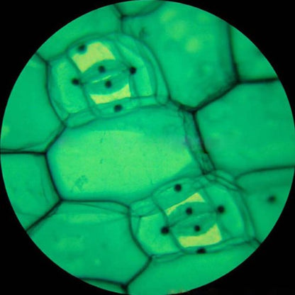 AmScope Cordless Compound Monocular Microscope, 25 Prepared Slides - style: M158C-2L-PS25