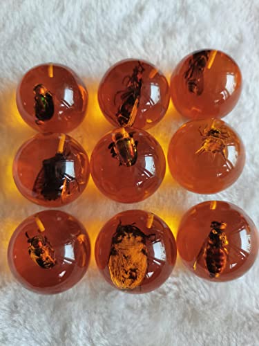 Multiple Psc Spherical Insect Amber Fossil, Spherical Luminous Insect Specimen, Educational and Scientific Amber Collection (8Pcs)