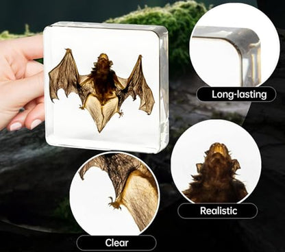Bat Taxidermy in Resin Specimen Set for Science Education Classroom, Taxidermy Bat Collection,Oddities Animal Gift,Biology Home Décor Office Paperweight Bat in Resin (Bat) - size: Bat