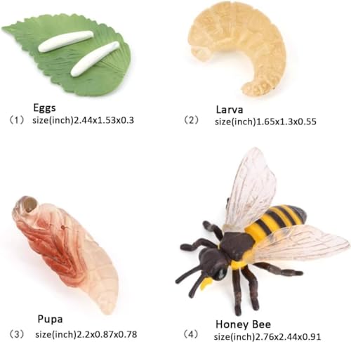 Hvogvok Bee Growth Cycle, Animal Growth Cycle Biological Model, Growth Stage Lifelike Bee Life Cycle Model Set for Kids Education Insect Themed Party Favors - style: Bee
