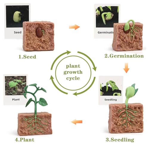 Mbrain 4 pcs Plant Growth Cycle with Flash Cards,Life Cycle Learning & Education Toys,Montessori Toys,Gift for Girl & Boy for 3 4 5 6 7 Year Old (Plant) - color: Plant