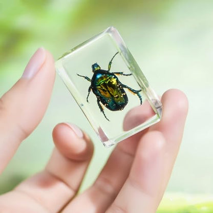 12Pcs Insect Specimens Set, Real Insect Taxidermy in Resin Specimens with Magnifier & Info Cards, Unique Science Classroom Science Education Animal Specimens, Bug Preserved, Oddities, Biology - color: 12 Pcs Insect Set 2