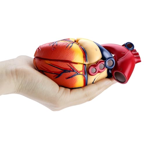 QWORK Life Size Human Heart Model, Anatomically Accurate 2-Part Model with Detachable Wall, Fixed with Hidden Magnets