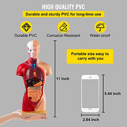 VEVOR Human Torso Anatomy Model, 15 Parts, 11 Inch Human Body Model w/Brian Skull Head Heart and Removable Organs, Display Base & Product Manual Included, for Student Education Learning Display