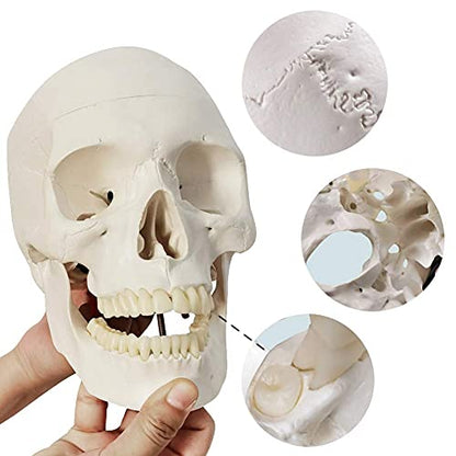 Human Adult Skull Anatomical Model, 3 Part, Life Size 9" Height