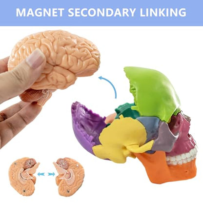 2026 New 15+5 Parts Human Anatomy Exploded Skull Model, Palm-Sized Mini