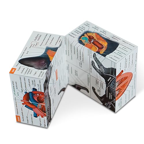 Feline Anatomy Study Cube – 3D Cat Learning Model with Muscles, Skeleton & Organs | Foldable Cat Anatomy Study Cube for Vet Students, Teachers & Animal Lovers