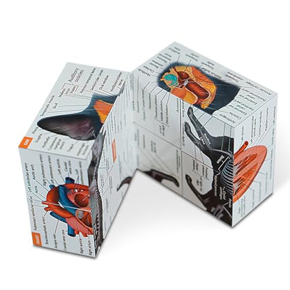 Feline Anatomy Study Cube – 3D Cat Learning Model with Muscles, Skeleton & Organs | Foldable Cat Anatomy Study Cube for Vet Students, Teachers & Animal Lovers
