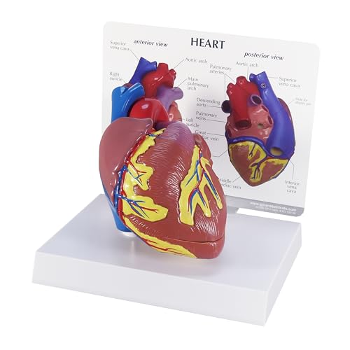 GPI Anatomicals Heart Model - style: Heart Model