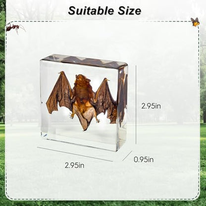 Bat Taxidermy in Resin Specimen Set for Science Education Classroom, Taxidermy Bat Collection,Oddities Animal Gift,Biology Home Décor Office Paperweight Bat in Resin (Bat) - size: Bat