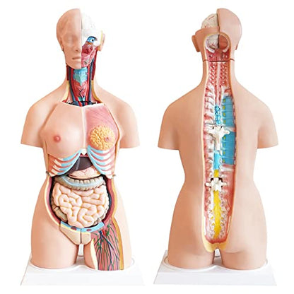 FriCARE Human Body Anatomy Torso Model, 33.8" for Medical Students Teaching