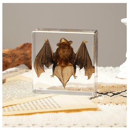 Bat Taxidermy in Resin Specimen Set for Science Education Classroom, Taxidermy Bat Collection,Oddities Animal Gift,Biology Home Décor Office Paperweight Bat in Resin (Bat) - size: Bat