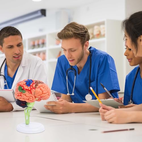 32-Piece Human Brain Anatomy Model with Display Stand, 4.3-Inch Detachable Brain Replica for Adult Anatomy Study, College Biology, Nursing and Medical Education
