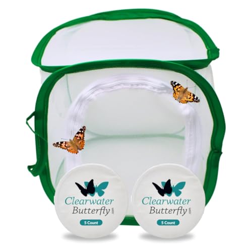 10 Live Painted Lady Caterpillars to Butterflies Kit, Mesh Cage Included - size: 10 Caterpillars with Cage
