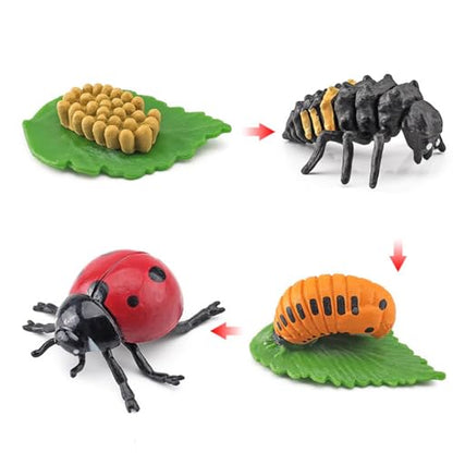 Montessori Life Cycle Animal Figures with Flash Cards, Lifelike Animal Growth Cycle Biological Model Set (Ladybug) - style: Ladybug